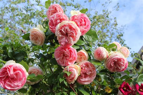 Bertemu kembali dalam segmen sebelum dan selepas. Mastering Horticulture: Eden Rose (2017)