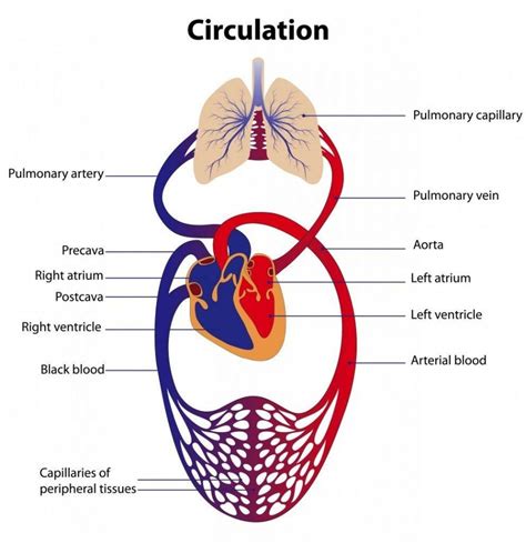 For more anatomy content please follow us and visit our website: circulatory system. circulatory system diagram with labels: Simple Diagram The Circulat… | Human ...