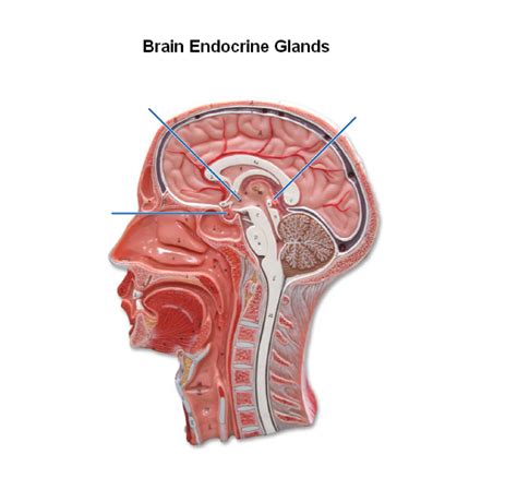 Brain Endocrine Glands Diagram Quizlet