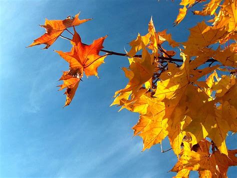 Autumn Leaves Leaves Blue Hd Wallpaper Peakpx