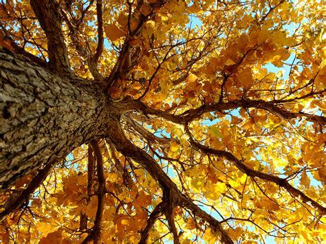 Autumn Tree From Below Picture Free Photograph Photos