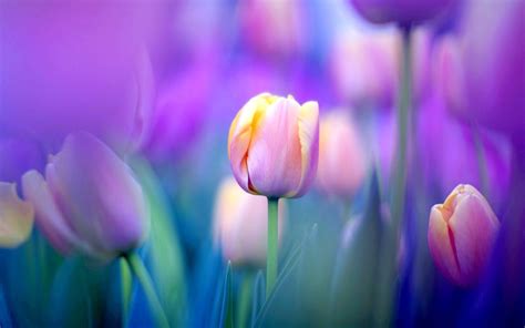 Tulip Wallpapers 63 Pictures
