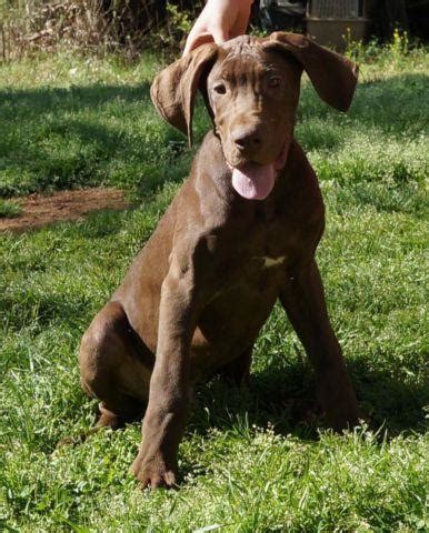 Divine danes presents the litter of renaissance believe it or not and renaissance winifred vonshutzen these puppies are champion bloodlines for. AKC CHOCOLATE GREAT DANE MALES-BLUE CARRIERS! PRICE ...