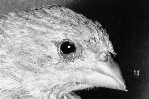 A Finch With Conjunctivitis From A Mycoplasma Sp Infection Mycoplasma