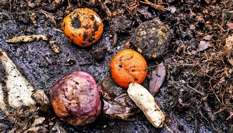 To Fix Food Waste We Have To Think Bigger Futurity