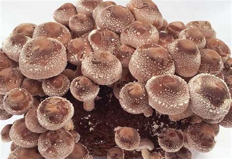 Here are the world's 12 most expensive mushrooms. Top 10 Most Expensive Mushrooms - Diversity News Magazine