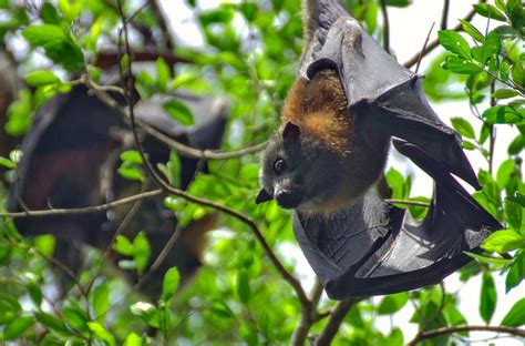 Bats Flying Fox In Australia