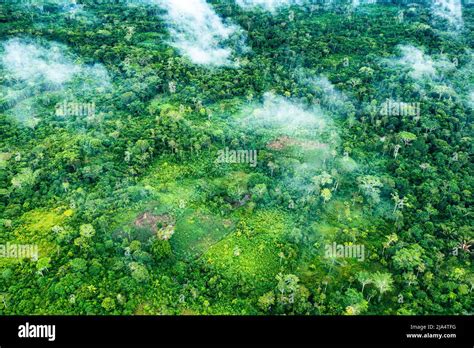 Amazon Rainforest Aerial View Tropical Green Jungle In Peru South