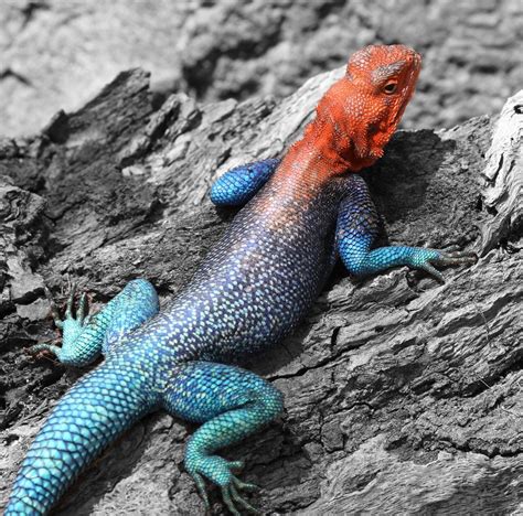 Red Headed Rock Agama View On Black Nathan Rupert Flickr