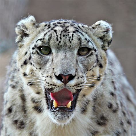 Snow Leopard Panthera Uncia About Animals