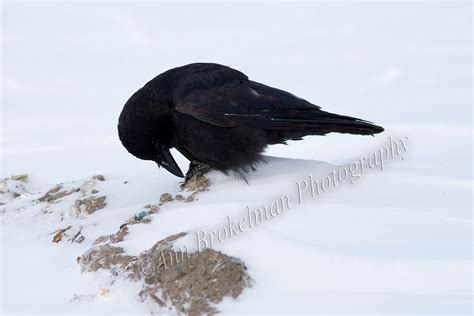 Ann Brokelman Photography Common Raven One A Little Bit Different