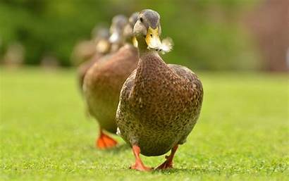 Grass Ducks Duck 4k Calm Keep Carry