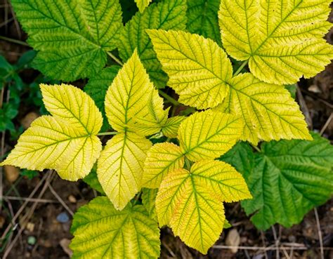 Clorosis de las hojas Más de PLANTAS Y FLORES del mundo