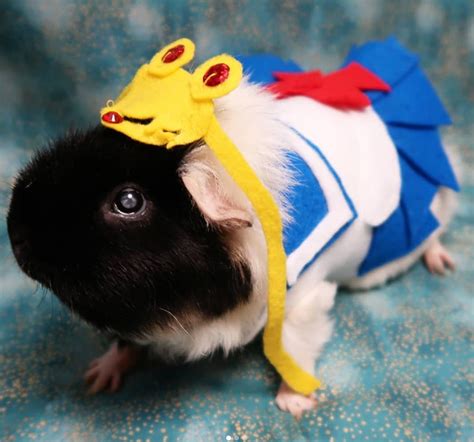 13 Epically Cute Guinea Pig Costumes That Win Halloween