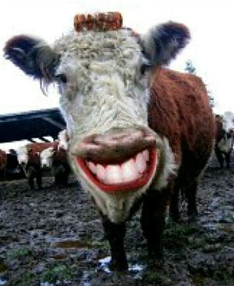 Pin By Susie Basl On Funny Face Cow Funny Faces Funny