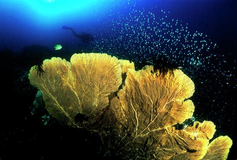 Sea Fan Coral Photograph By Matthew Oldfieldscience Photo Library