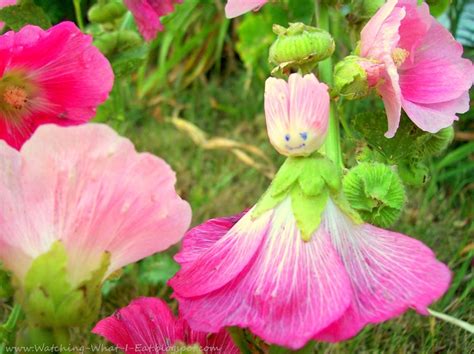 38 Best Images About Hollyhock Dolls On Pinterest