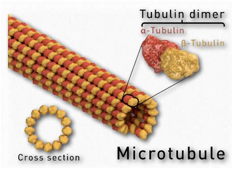 Chapter 1 Cytoskeleton In Fundamentals Of Cell Biology On OpenALG