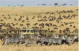 Photos of Serengeti National Park Safari