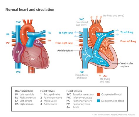 Cardiology The Normal Heart