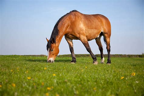 16100 Horse Eating Grass Stock Photos Pictures And Royalty Free Images