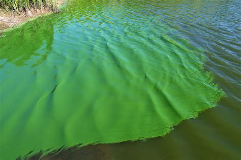 Water With Cyanobacteria Present Photo By Christian Fischer Wikimedia