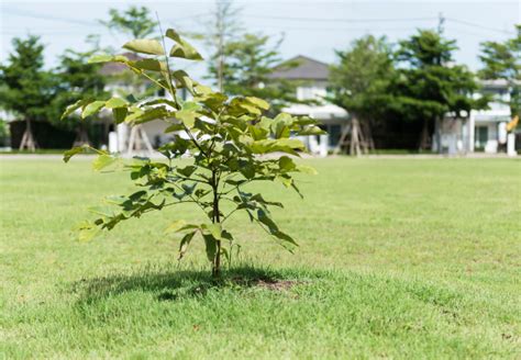 Besitzer von kleinen gärten fragen sich oft, ob ein schöner hausbaum überhaupt auf ihr grundstück passt. Kleine Bäume im Garten | OBI Ratgeber