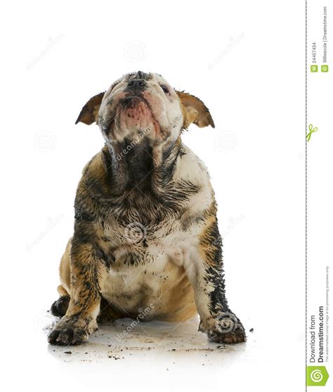 Dirty Dog Looking Up Stock Images - Image: 24457434
