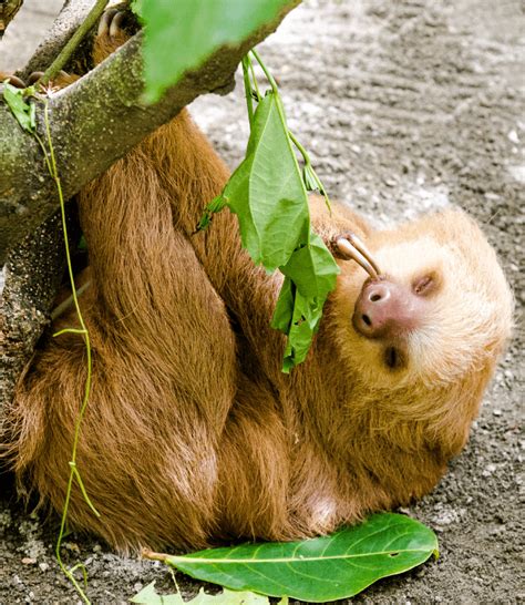 What Do Sloths Eat Facts And Myths About The Sloth Diet Animal Corner