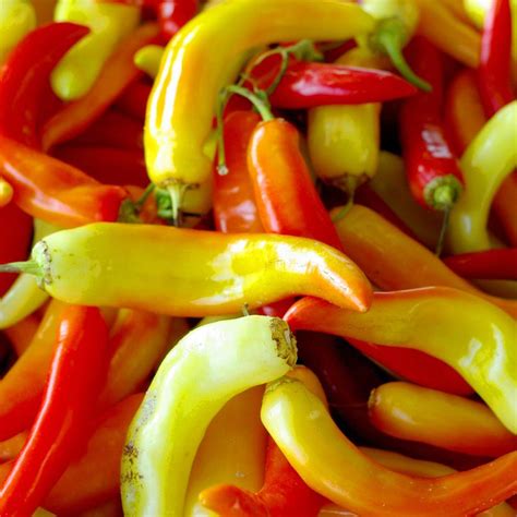 The plants can grow to between 1 and 2 feet tall. Pepper 'Sweet Banana' Sweet Banana Pepper from Prides ...