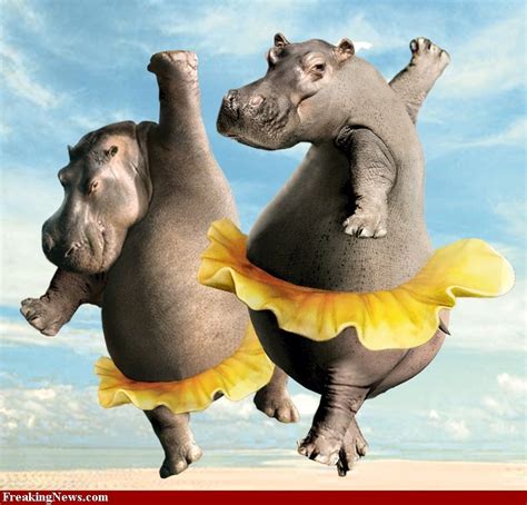 Great Dancing Hippos To Use Hippo Photographs For My Art Renee Cute
