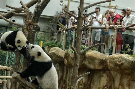 Malaysias Famous Pandas Just Had A Birthday Party And It Was So Cute