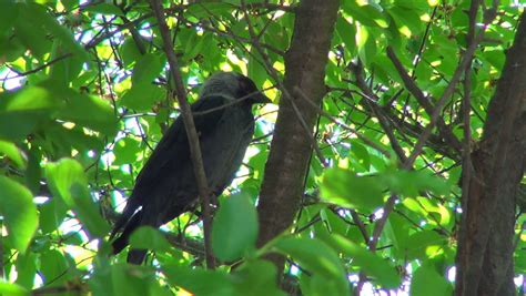 Sleeping Crow Sitting On A Stock Footage Video 100 Royalty Free