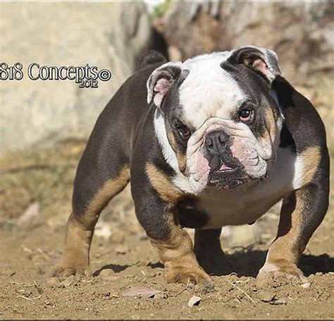We are also proud of our free tools including a pet meme generator and a pet. Rare English Bulldog Puppies - Manmade Kennels XL Pit Bulls