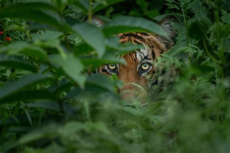 Tiger Eyes Image National Geographic Your Shot Photo Of The Day