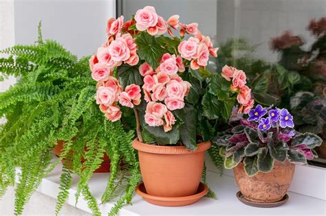 16 Indoor Flowering Plants For 2022 — Top Houseplant Flowers
