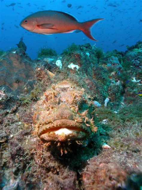 What Will I See At Stetson Bank In Flower Garden Banks National Marine