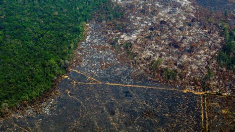 Amazon Rainforest Sees Biggest Spike In Deforestation In Over A Decade