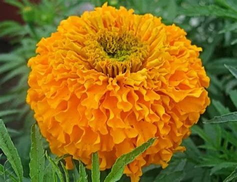 Orange Marigolds Flowers For 5 Days Sand And Loam Mixed At Rs 18kg