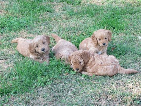 We are established breeders of goldendoodles and bernedoodles with many references and many second and third time customers. Goldendoodles by Rosie: Mini-Doodles in Kentucky