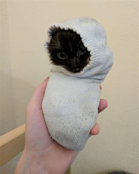 Purrito Eyebleach