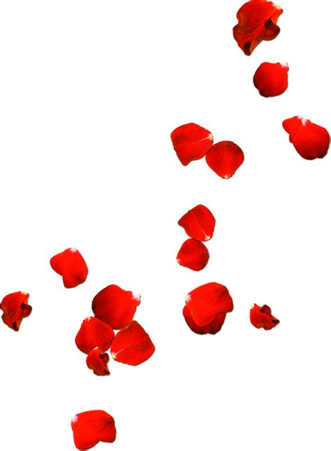 Rose Petals Png Free Image Png All Png All