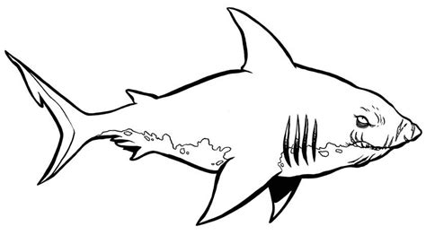 Free printable sharks coloring pages for kids. Shark Coloring Pages | coloring.rocks! | Shark coloring ...