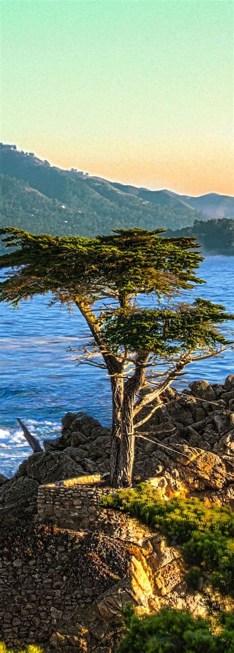 The Lone Cypress In 17 Mile Drive Pebble Beach Monterrey