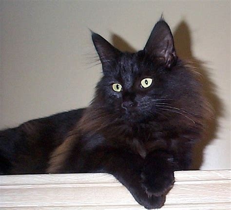 Black Norwegian Forest Cat Irene Has Gibbs