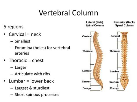Ppt The Vertebral Column Aka Spine Powerpoint Presentation Free