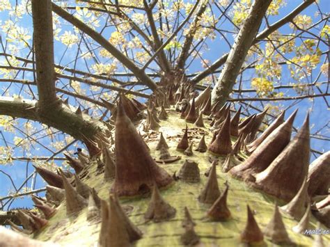 Toborochi Tree Plants And Odd Things Pinterest