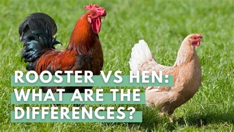 Rooster Vs Hen How To Tell The Difference