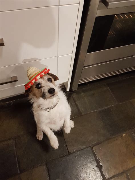 6 Best Rdogwifhatgang Images On Pholder Dog Wif Ridiculous Hat