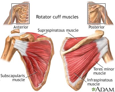 The muscular system creates body heat and also moves the: Rotator cuff muscles: MedlinePlus Medical Encyclopedia Image